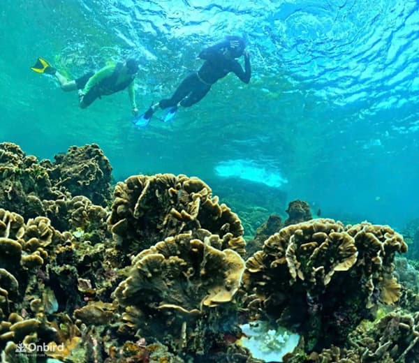 Phu Quoc: Snorkeling route through 4 islands and 2 reefs by speedboat 2
