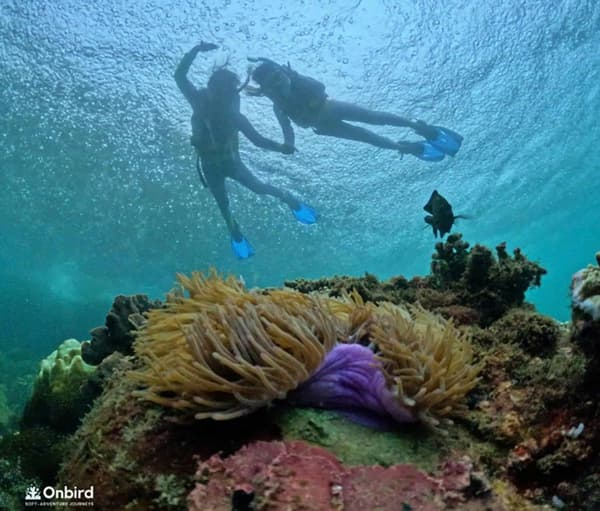 Phu Quoc: Snorkeling route through 4 islands and 2 reefs by speedboat 3