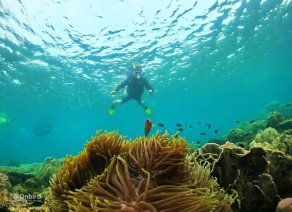 South Phu Quoc: Professional Speedboat Snorkeling Tour - Maximum 10 people 2
